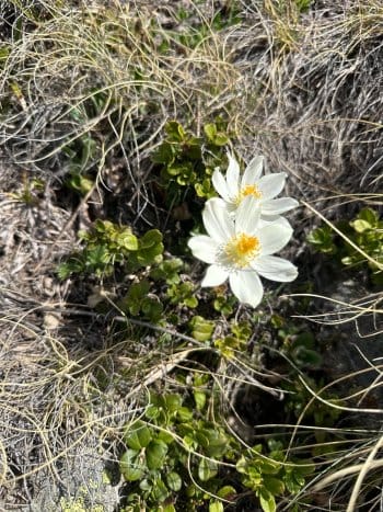 flore grand paradis flore grand paradis