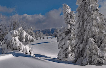Photographie dans les Pyrénées-Orientales d'un payasage enneigé avec ses sapins blancs, un groupe en raqettes à neige au loin. Photographie dans les Pyrénées-Orientales d'un payasage enneigé avec ses sapins blancs, un groupe en raqettes à neige au loin.